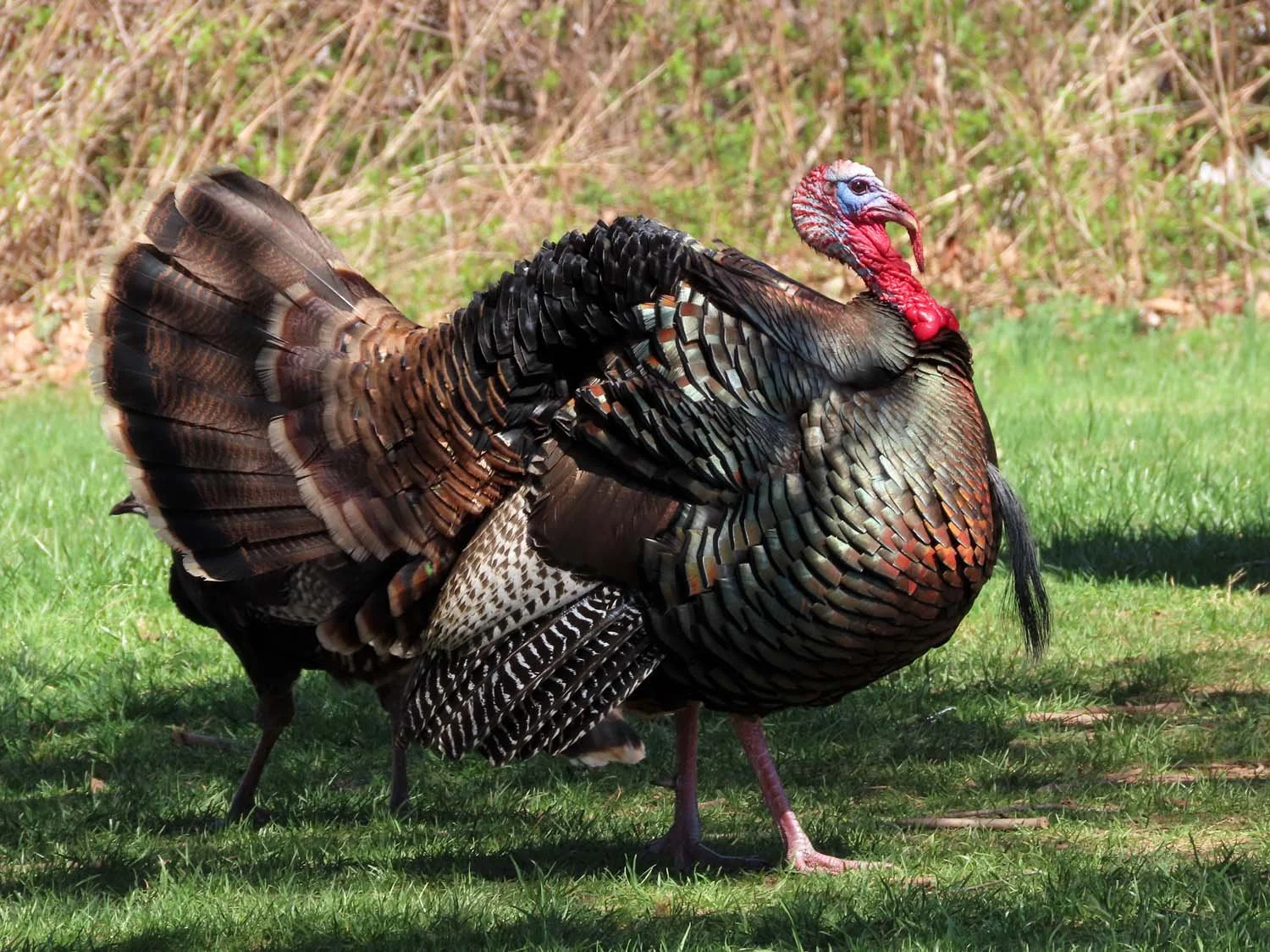 Wild Turkey — Susan Kirby